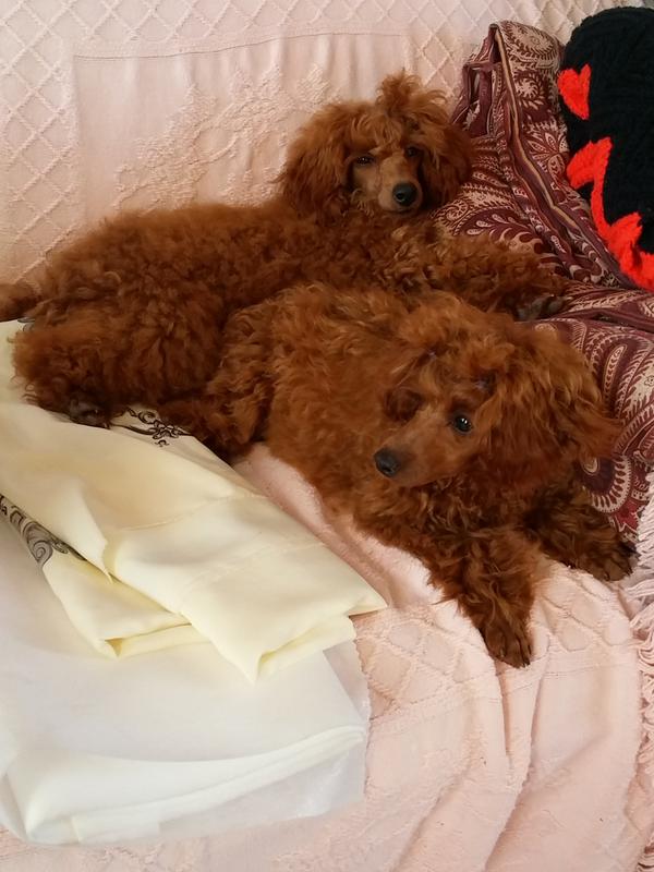 Two Brown Poodle Puppies