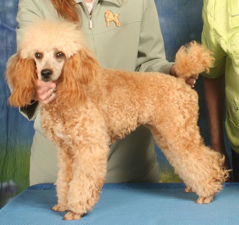 Light Brown Poodle Puppy on Award Table