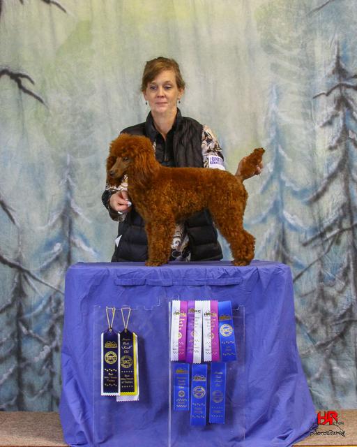 Brown Poodle on Award Table