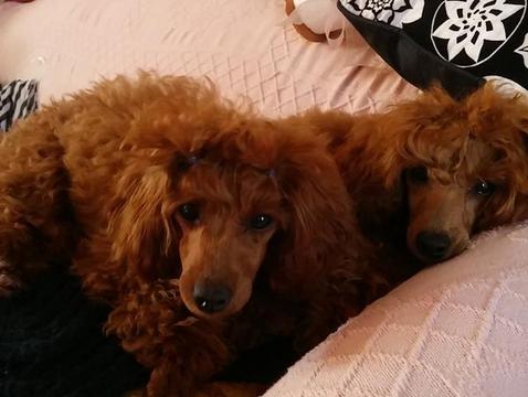 Female Poodle with Puppy
